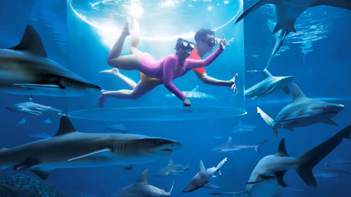 Special Experience - Shark Encounter