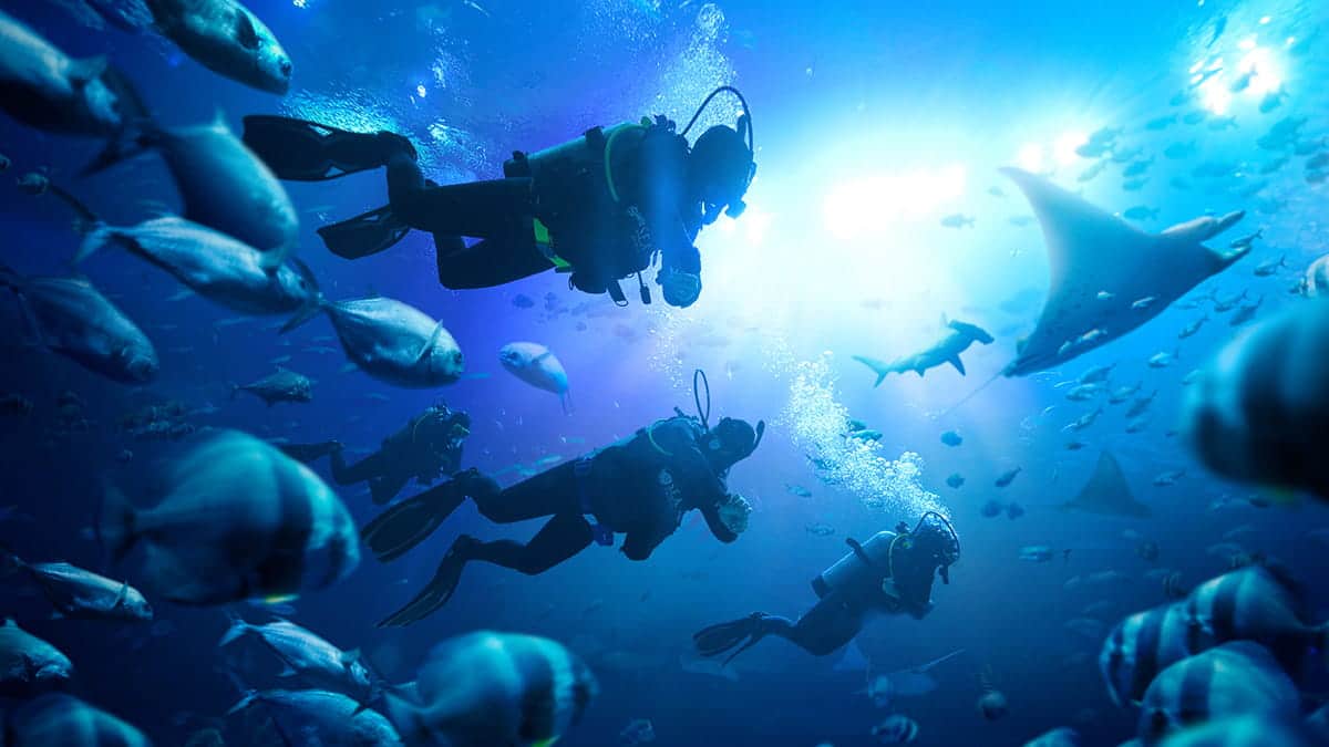 SEAA0139_ScubaDiverProgramme_1200x675