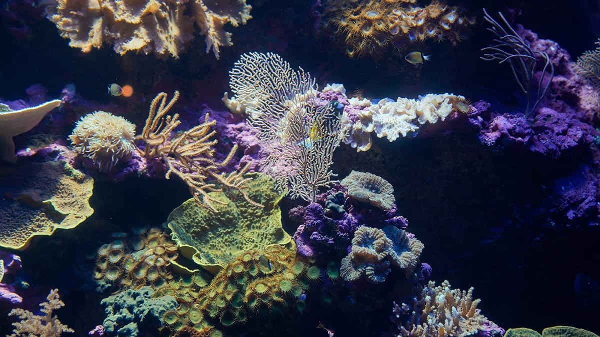 SEAA0139_Spotlight_Corals_1200x675