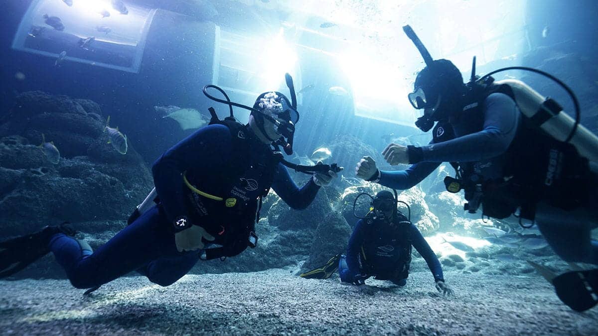 Dive Programmes
