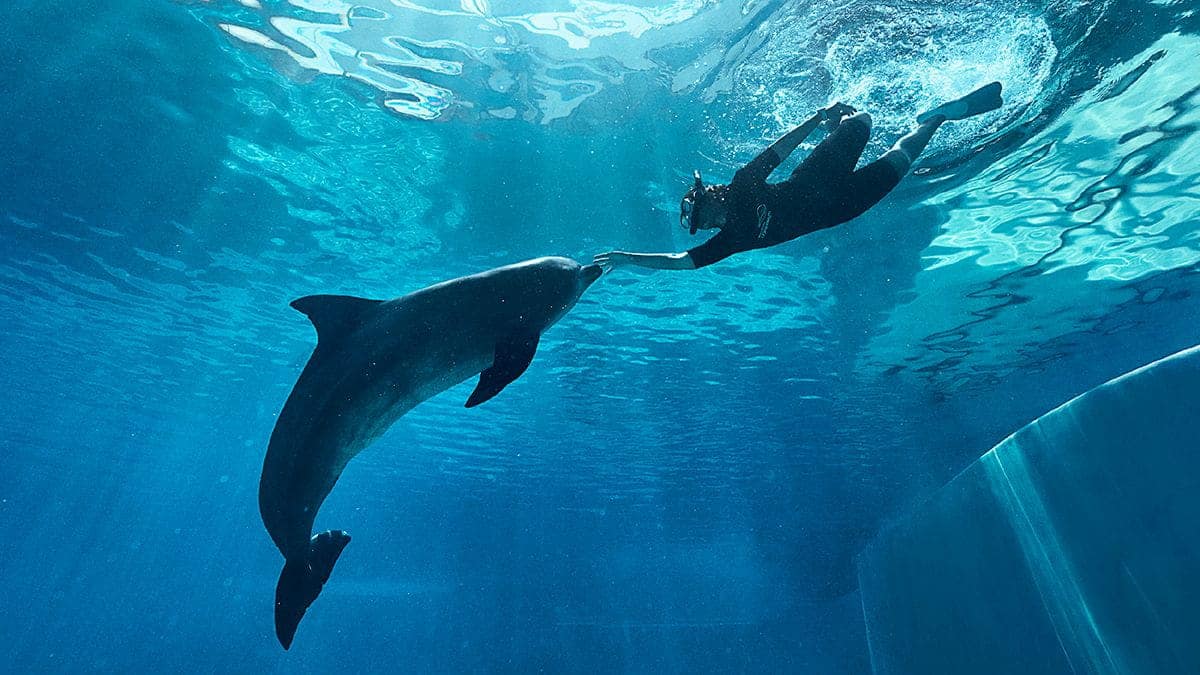 Dolphin Moment