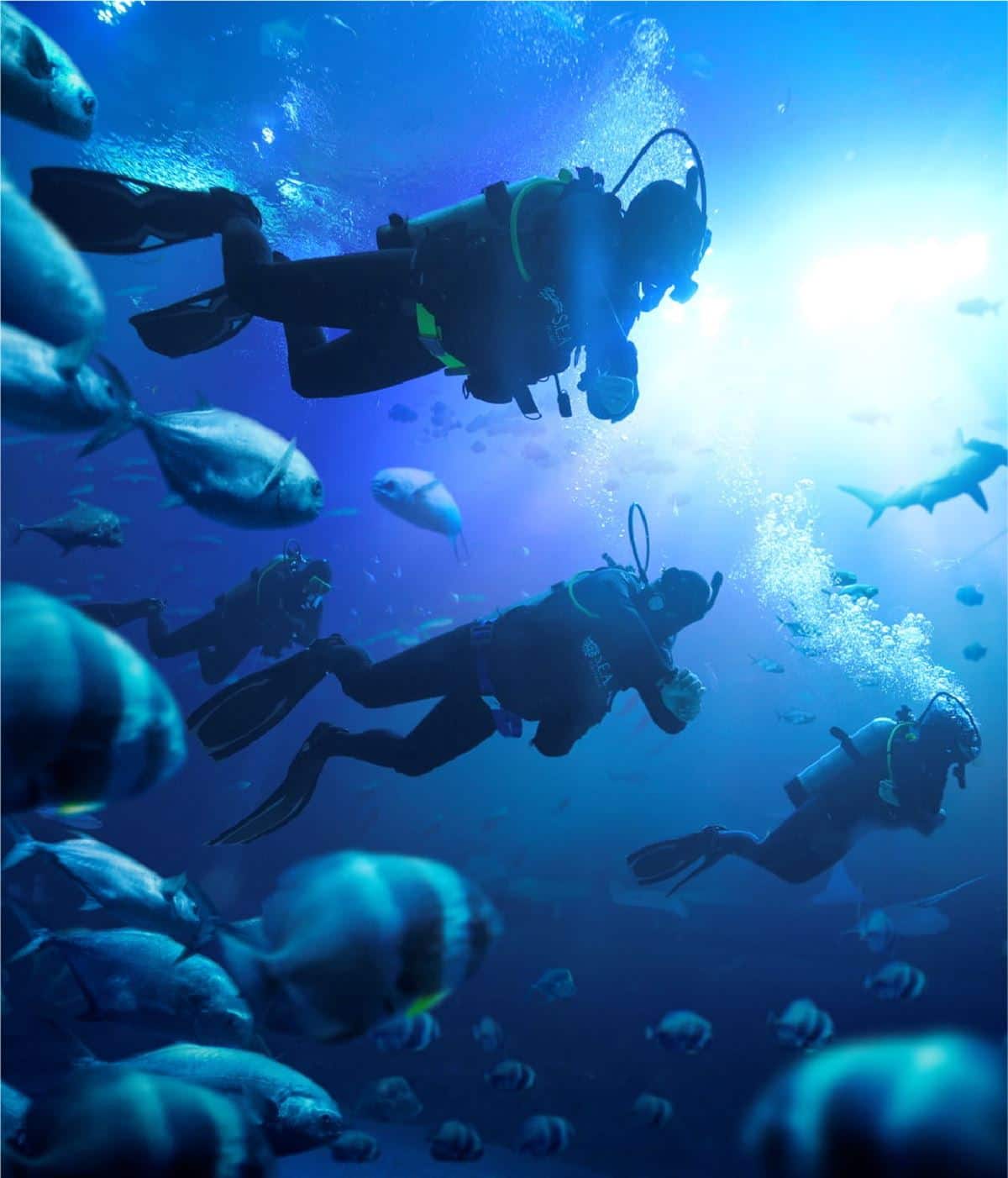 Dive Programmes