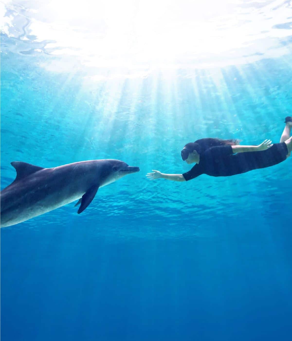 Dolphin Moment