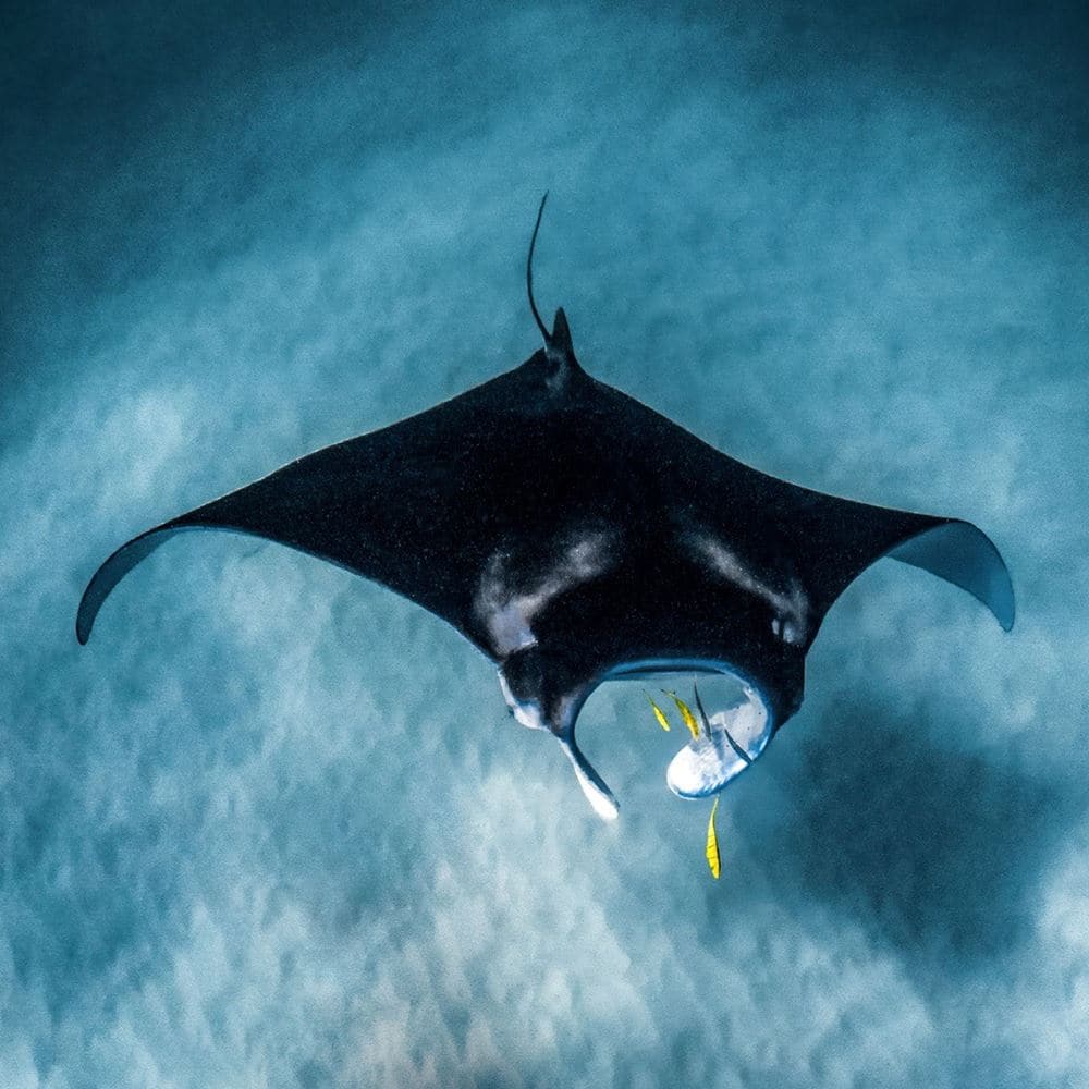 SGO-Manta-Ray-Day_1400x1400