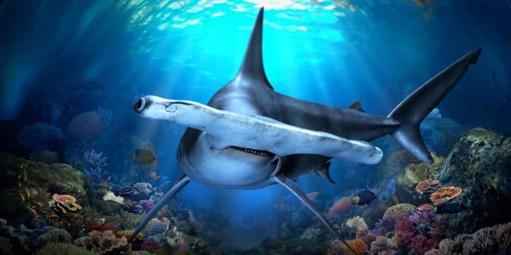 SGO_HammerheadShark