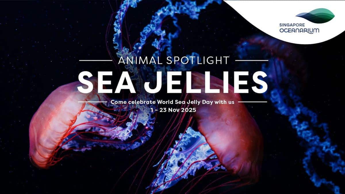 SGO-Sea-Jelly-Day