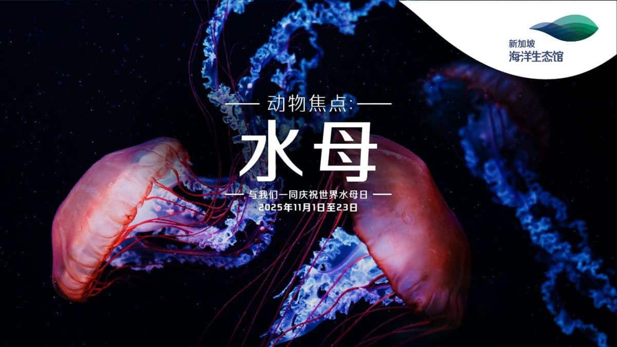 SGO-Sea-Jelly-Day