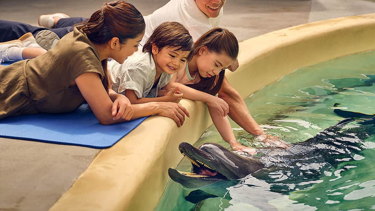 Marine Adventure Bundle - DolphinExploration