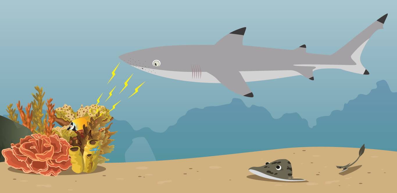 87 Koleksi Ikan Yang Hidup Di Air Laut Beradaptasi Dengan Cara HD